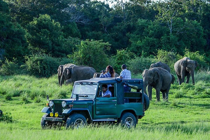 Group Of Elephants